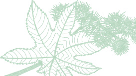 Light green Mary Kay skin care ingredient illustration of a castor oil plant